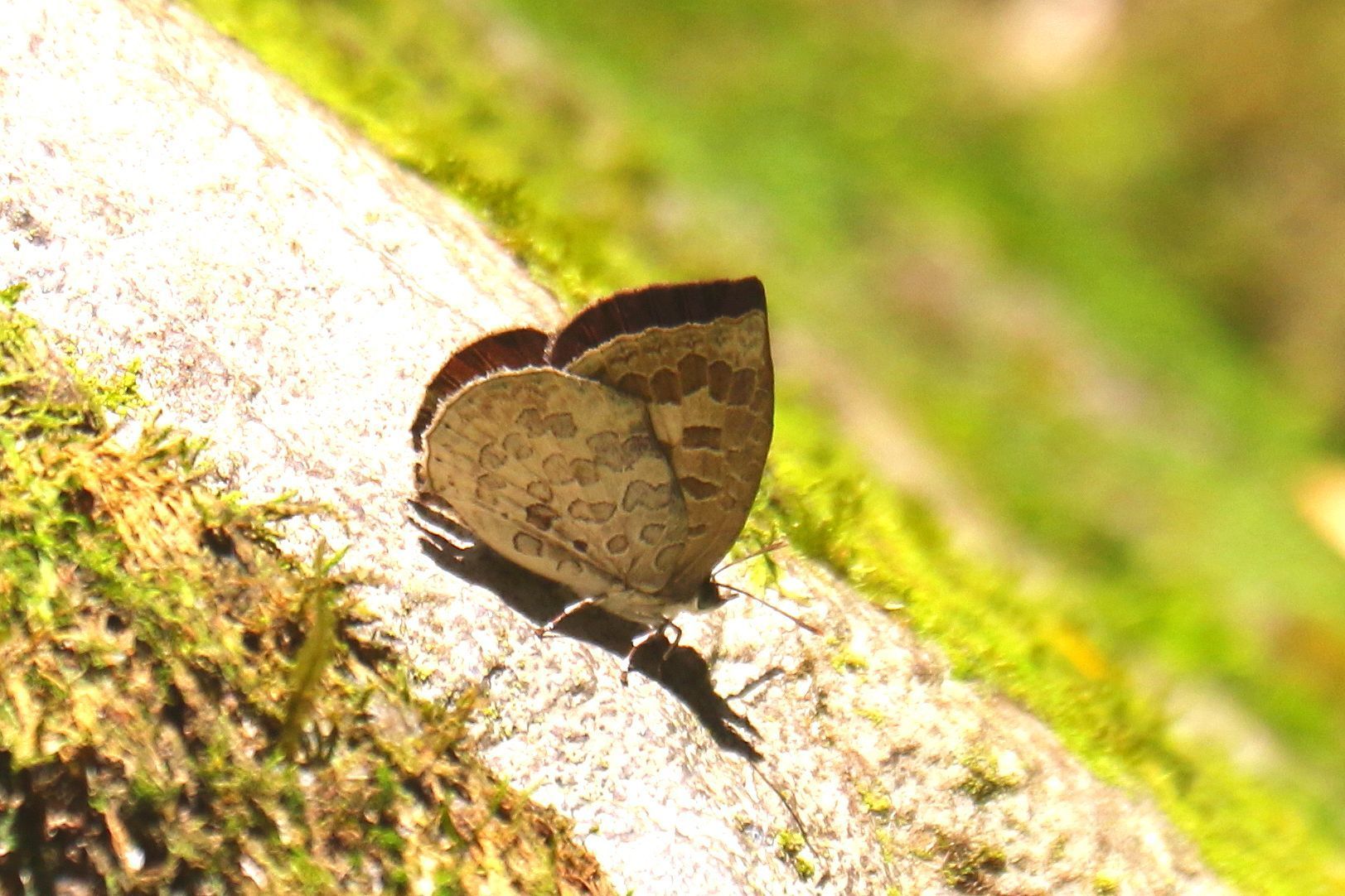 2022年10月四国: ひろの蝶撮影日誌2