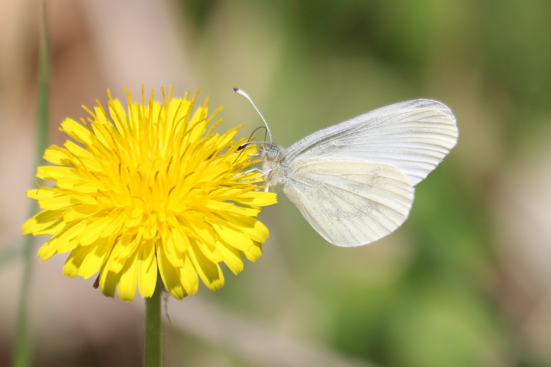 2022年5月北海道 ﾋﾒﾁｬﾏﾀﾞﾗｾｾﾘ他: ひろの蝶撮影日誌2