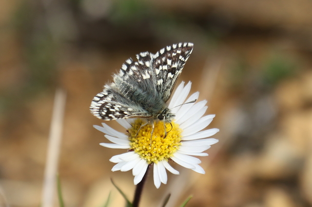 MARS MALT ヒメシロチョウ MARS MALT ヒメシロチョウ 【公式通販】